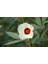 Roselle Sirkesi / Roselle Vinegar 500 ml 3