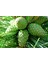 Spil Kozalağı Sirkesi / Pine Cone Vinegar 500 ml 3