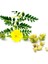 Çoban Çökerten Sirkesi / Tribulus Terrestris Vinegar 500 ml 3