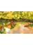 Ginkgo Biloba Sirkesi / Ginkgo Vinegar 500 ml 4