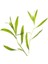Tarhun Sirkesi / Tarragon Vinegar 500 ml 3