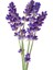 Lavanta Sirkesi / Lavender Vinegar 500 ml 3