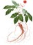 Kore Kırmızı Ginseng Sirkesi / Ginseng Vinegar 500 ml 4
