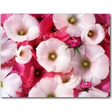 Cakatablo  Ahşap Tablo Pembeli Beyazlı Kapriz Çiçeği Görseli