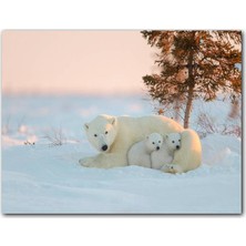 Cakatablo Ahşap Tablo Bebek Ayıları Ile Kutup Ayısı Görseli