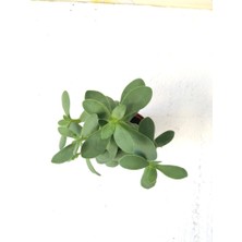 Crassula Ovata Sukulent Bitki 5.5cm Saksı