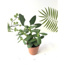 Crassula Ovata Sukulent Bitki 5.5cm Saksı