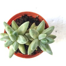 Pachyphytum Compactum Sukulent Bitki 5.5cm Saksı