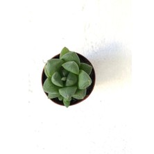 Haworthia Retusa Sukulent Bitki 5.5cm Saksı