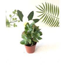 Crassula Arborescens Undulatifolia Sukulent Bitki 5.5cm Saksı