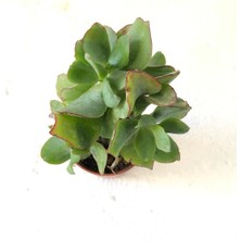 Crassula Arborescens Undulatifolia Sukulent Bitki 5.5cm Saksı