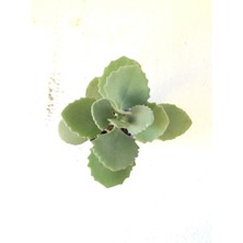 Kalanchoe Millotii Sukulent Bitki 5.5cm Saksı