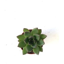 Echeveria Agavodies Ebony 5.5cm Sukulent Bitki