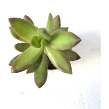 Sedum Nussbaumerianum Üneşte Turunculaşan 5.5cm Sukulent Bitki