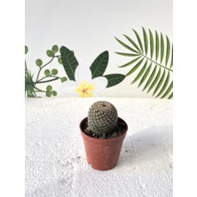 Mammillaria Batmayan Simetrik Dikenli Kaktüs 5.5 cm Saksı