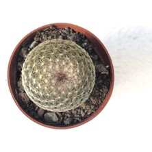 Mammillaria Batmayan Simetrik Dikenli Kaktüs 5.5 cm Saksı