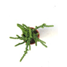 Crassula Muscosa Watch Prenses Çamı Sukulent Bitkisi 5.5cm Saksı