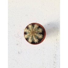 Pilosocereus Azureus Sütun Kaktüs Saksı 5.5 cm