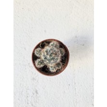 Mammillaria Prolifera Çiçek Açan Kaktüs 5.5cm Saksı