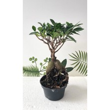 Ithal Bonsai Ficus Ginseng 500GR