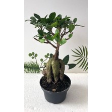 Ithal Bonsai Ficus Ginseng 500GR