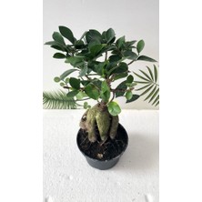 Ithal Bonsai Ficus Ginseng 500GR