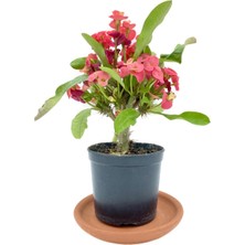 Kırmızı Euphorbia Milii (Dikenler Tacı) Çap 10.5 cm