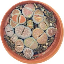 Lithops(Taş Kaktüs) Mix