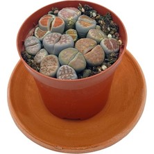 Lithops(Taş Kaktüs) Mix