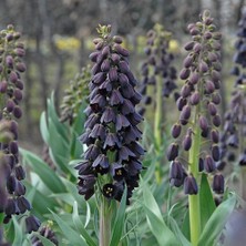 Reyon Ermenek Fritillaria Persica Mor Renkli Ters Lale Soğanı