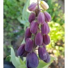 Reyon Ermenek Fritillaria Persica Mor Renkli Ters Lale Soğanı