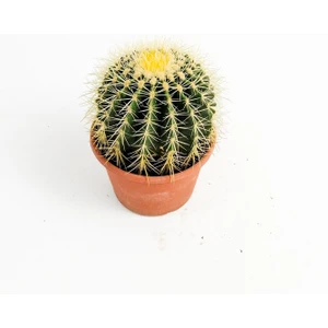 Fidan Burada Echinocactus Grusonii-Ekinoks Kaktüs-18 cm Çap