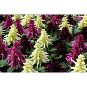 Fide Vadisi Ateş Çiçeği Tohumu – Salvıa Splendens ~  50 Tohum