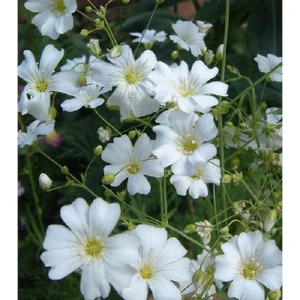 Fide Vadisi Çöven Çiçek Tohumu 1 - Gypsophila Elegans ~  40 Tohum