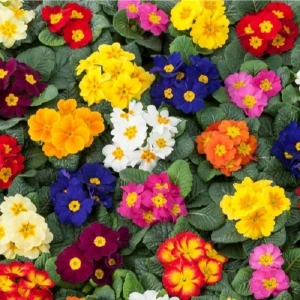 Fide Vadisi Mart Çiçeği Çiçek Tohumu 2 - Primula Acaulis ~  30 Tohum
