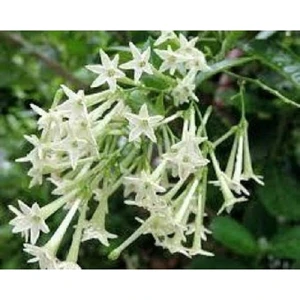 Fide Vadisi Melisa Çiçek Tohumu - Cestrum Nocturnum ~  40 Tohum