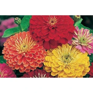 Fide Vadisi Zinnia Çiçek Tohumu Kirli Hanım Çiçeği – Zınnıa  1paket