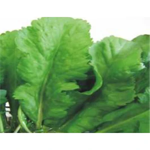 Akgen Tere Geniş Yaprak Tohumu Aksel 10 gr