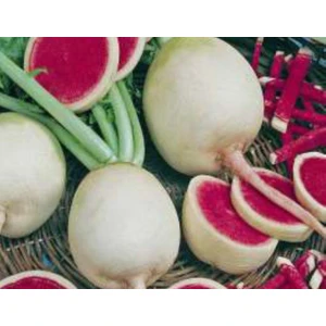 Akgen Turp Çin Tohumu Aksel 10 gr