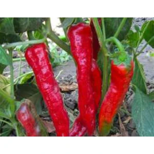 Akgen Biber Hatay Acı Tohumu Aksel 10 gr