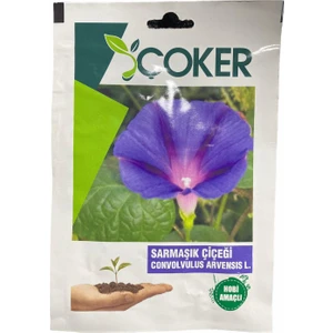 Sarmaşık Çiçeği Tohumu