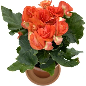 Tuberous Begonia (Yumrulu, Katmerli Begonya) Turuncu