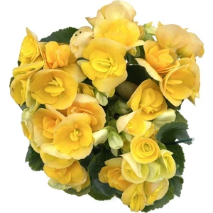 Tuberous Begonia (Yumrulu, Katmerli Begonya) Sarı