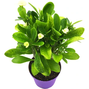 Euphorbia Milii Dikenler Tacı Beyaz Çiçek