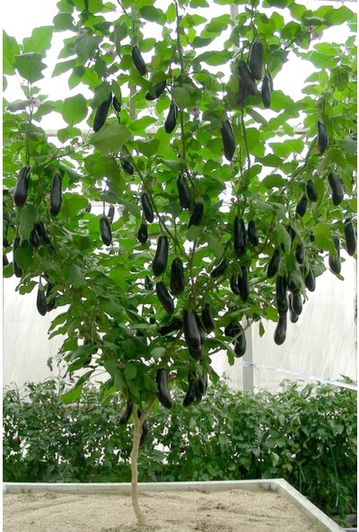 Hb Botanic Ithal Çin Patlıcan Ağacı Tohumu 5'li Tohum