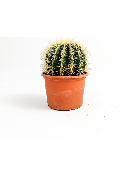 Echinocactus Grusonii-Ekinoks Kaktüs-20cm Çap fiyatları