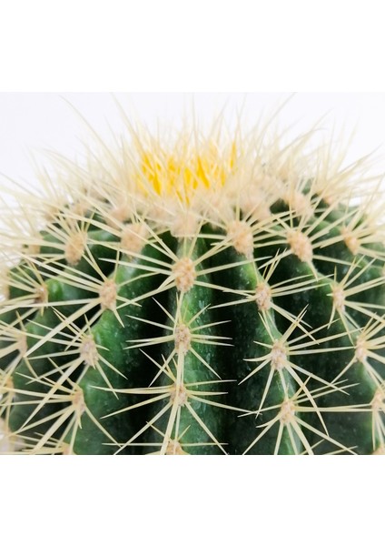 Echinocactus Grusonii-Ekinoks Kaktüs-20cm Çap fırsatları