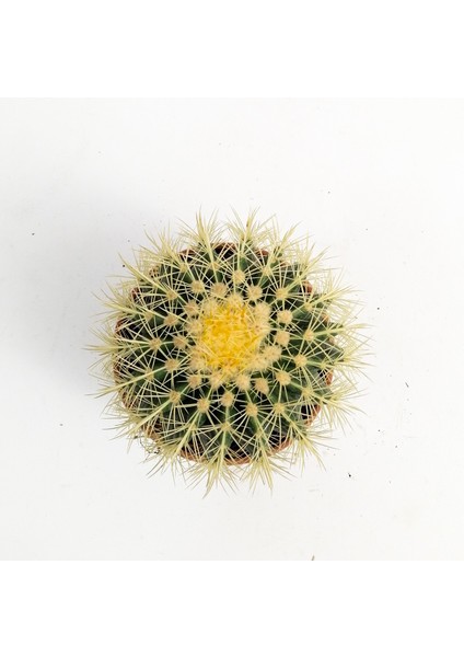 Echinocactus Grusonii-Ekinoks Kaktüs-18 cm Çap modelleri
