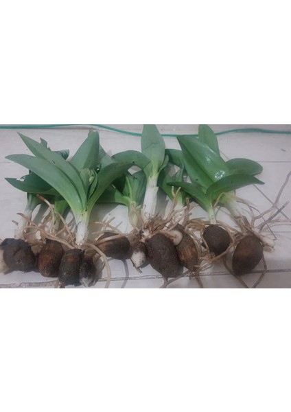 Jumbo Barlia Robertiana Salep Orkidesi Fidesi 50 Adet
