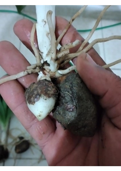 Jumbo Barlia Robertiana Salep Orkidesi Fidesi 50 Adet